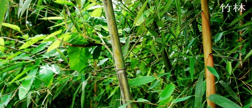 DSC_1232_conew2.JPG