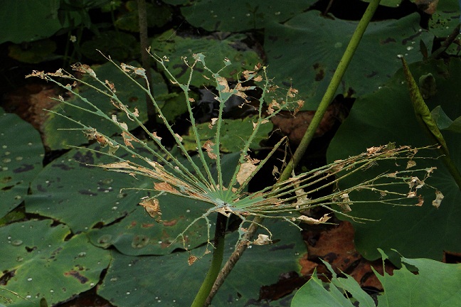 DSC09755.JPG