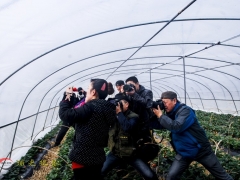 为草梅抡拍镜头