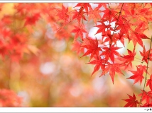 霜叶红于二月花